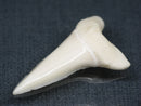 TOKO-BEADS PB017-06 Shark Tooth (Mako Shark XL) 41mm PB017-06 サメの歯（アオザメXL) 41mm Asian bead & African bead  Handmade,Lampeork,bead,asia,india,ethnic,parts,accessory,beads とんぼ玉,ビーズ,トンボ玉,アジア,インド,エスニック,手作り,パーツ,アクセサリー