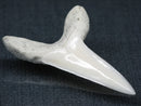 TOKO-BEADS PB017-07 Shark Tooth (Mako Shark XL) 41mm PB017-07 サメの歯（アオザメXL) 41mm Asian bead & African bead  Handmade,Lampeork,bead,asia,india,ethnic,parts,accessory,beads とんぼ玉,ビーズ,トンボ玉,アジア,インド,エスニック,手作り,パーツ,アクセサリー