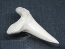 TOKO-BEADS PB017-07 Shark Tooth (Mako Shark XL) 41mm PB017-07 サメの歯（アオザメXL) 41mm Asian bead & African bead  Handmade,Lampeork,bead,asia,india,ethnic,parts,accessory,beads とんぼ玉,ビーズ,トンボ玉,アジア,インド,エスニック,手作り,パーツ,アクセサリー