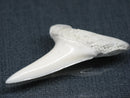 TOKO-BEADS PB017-07 Shark Tooth (Mako Shark XL) 41mm PB017-07 サメの歯（アオザメXL) 41mm Asian bead & African bead  Handmade,Lampeork,bead,asia,india,ethnic,parts,accessory,beads とんぼ玉,ビーズ,トンボ玉,アジア,インド,エスニック,手作り,パーツ,アクセサリー