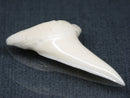 TOKO-BEADS PB017-08 Shark Tooth (Mako Shark XL) 41mm PB017-08 サメの歯（アオザメXL) 41mm Asian bead & African bead  Handmade,Lampeork,bead,asia,india,ethnic,parts,accessory,beads とんぼ玉,ビーズ,トンボ玉,アジア,インド,エスニック,手作り,パーツ,アクセサリー