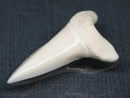 TOKO-BEADS PB017-08 Shark Tooth (Mako Shark XL) 41mm PB017-08 サメの歯（アオザメXL) 41mm Asian bead & African bead  Handmade,Lampeork,bead,asia,india,ethnic,parts,accessory,beads とんぼ玉,ビーズ,トンボ玉,アジア,インド,エスニック,手作り,パーツ,アクセサリー