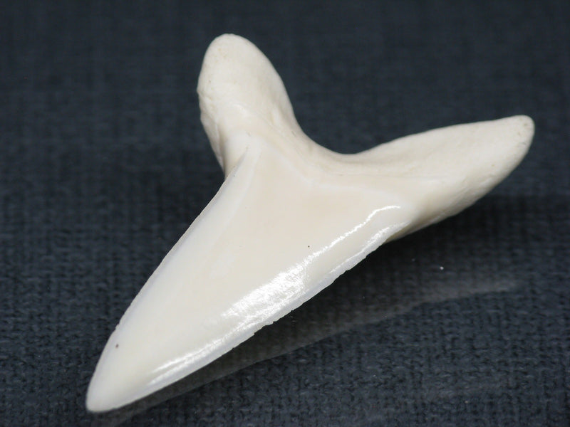 TOKO-BEADS PB017-09 Shark Tooth (Mako Shark XL) 42mm PB017-09 サメの歯（アオザメXL) 42mm Asian bead & African bead  Handmade,Lampeork,bead,asia,india,ethnic,parts,accessory,beads とんぼ玉,ビーズ,トンボ玉,アジア,インド,エスニック,手作り,パーツ,アクセサリー