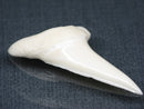 TOKO-BEADS PB017-09 Shark Tooth (Mako Shark XL) 42mm PB017-09 サメの歯（アオザメXL) 42mm Asian bead & African bead  Handmade,Lampeork,bead,asia,india,ethnic,parts,accessory,beads とんぼ玉,ビーズ,トンボ玉,アジア,インド,エスニック,手作り,パーツ,アクセサリー