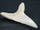 TOKO-BEADS PB017-10 Shark Tooth (Mako Shark XL) 42mm PB017-10 サメの歯（アオザメXL) 42mm Asian bead & African bead  Handmade,Lampeork,bead,asia,india,ethnic,parts,accessory,beads とんぼ玉,ビーズ,トンボ玉,アジア,インド,エスニック,手作り,パーツ,アクセサリー