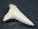 TOKO-BEADS PB017-10 Shark Tooth (Mako Shark XL) 42mm PB017-10 サメの歯（アオザメXL) 42mm Asian bead & African bead  Handmade,Lampeork,bead,asia,india,ethnic,parts,accessory,beads とんぼ玉,ビーズ,トンボ玉,アジア,インド,エスニック,手作り,パーツ,アクセサリー