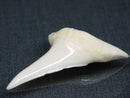 TOKO-BEADS PB017-10 Shark Tooth (Mako Shark XL) 42mm PB017-10 サメの歯（アオザメXL) 42mm Asian bead & African bead  Handmade,Lampeork,bead,asia,india,ethnic,parts,accessory,beads とんぼ玉,ビーズ,トンボ玉,アジア,インド,エスニック,手作り,パーツ,アクセサリー