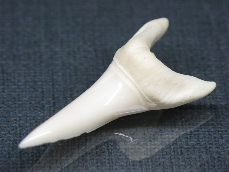 TOKO-BEADS PB017-11 Shark Tooth (Mako Shark XL) 42mm PB017-11 サメの歯（アオザメXL) 42mm Asian bead & African bead  Handmade,Lampeork,bead,asia,india,ethnic,parts,accessory,beads とんぼ玉,ビーズ,トンボ玉,アジア,インド,エスニック,手作り,パーツ,アクセサリー