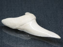 TOKO-BEADS PB017-12 Shark Tooth (Mako Shark XL) 42mm PB017-12 サメの歯（アオザメXL) 42mm Asian bead & African bead  Handmade,Lampeork,bead,asia,india,ethnic,parts,accessory,beads とんぼ玉,ビーズ,トンボ玉,アジア,インド,エスニック,手作り,パーツ,アクセサリー