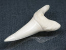 TOKO-BEADS PB017-12 Shark Tooth (Mako Shark XL) 42mm PB017-12 サメの歯（アオザメXL) 42mm Asian bead & African bead  Handmade,Lampeork,bead,asia,india,ethnic,parts,accessory,beads とんぼ玉,ビーズ,トンボ玉,アジア,インド,エスニック,手作り,パーツ,アクセサリー