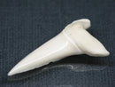 TOKO-BEADS PB017-13 Shark Tooth (Mako Shark XL) 42mm PB017-13 サメの歯（アオザメXL) 42mm Asian bead & African bead  Handmade,Lampeork,bead,asia,india,ethnic,parts,accessory,beads とんぼ玉,ビーズ,トンボ玉,アジア,インド,エスニック,手作り,パーツ,アクセサリー