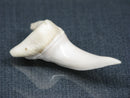 TOKO-BEADS PB017-14 Shark Tooth (Mako Shark XL) 42mm PB017-14 サメの歯（アオザメXL) 42mm Asian bead & African bead  Handmade,Lampeork,bead,asia,india,ethnic,parts,accessory,beads とんぼ玉,ビーズ,トンボ玉,アジア,インド,エスニック,手作り,パーツ,アクセサリー