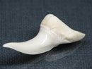 TOKO-BEADS PB017-14 Shark Tooth (Mako Shark XL) 42mm PB017-14 サメの歯（アオザメXL) 42mm Asian bead & African bead  Handmade,Lampeork,bead,asia,india,ethnic,parts,accessory,beads とんぼ玉,ビーズ,トンボ玉,アジア,インド,エスニック,手作り,パーツ,アクセサリー