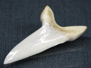 TOKO-BEADS PB017-15 Shark Tooth (Mako Shark XL) 42mm PB017-15 サメの歯（アオザメXL) 42mm Asian bead & African bead  Handmade,Lampeork,bead,asia,india,ethnic,parts,accessory,beads とんぼ玉,ビーズ,トンボ玉,アジア,インド,エスニック,手作り,パーツ,アクセサリー