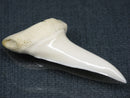 TOKO-BEADS PB017-15 Shark Tooth (Mako Shark XL) 42mm PB017-15 サメの歯（アオザメXL) 42mm Asian bead & African bead  Handmade,Lampeork,bead,asia,india,ethnic,parts,accessory,beads とんぼ玉,ビーズ,トンボ玉,アジア,インド,エスニック,手作り,パーツ,アクセサリー
