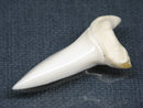 TOKO-BEADS PB017-15 Shark Tooth (Mako Shark XL) 42mm PB017-15 サメの歯（アオザメXL) 42mm Asian bead & African bead  Handmade,Lampeork,bead,asia,india,ethnic,parts,accessory,beads とんぼ玉,ビーズ,トンボ玉,アジア,インド,エスニック,手作り,パーツ,アクセサリー