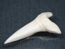 TOKO-BEADS PB017-16 Shark Tooth (Mako Shark XL) 42mm PB017-16 サメの歯（アオザメXL) 42mm Asian bead & African bead  Handmade,Lampeork,bead,asia,india,ethnic,parts,accessory,beads とんぼ玉,ビーズ,トンボ玉,アジア,インド,エスニック,手作り,パーツ,アクセサリー