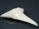 TOKO-BEADS PB017-17 Shark Tooth (Mako Shark XL) 42mm PB017-17 サメの歯（アオザメXL) 42mm Asian bead & African bead  Handmade,Lampeork,bead,asia,india,ethnic,parts,accessory,beads とんぼ玉,ビーズ,トンボ玉,アジア,インド,エスニック,手作り,パーツ,アクセサリー