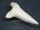 TOKO-BEADS PB017-18 Shark Tooth (Mako Shark XL) 42mm PB017-18 サメの歯（アオザメXL) 42mm Asian bead & African bead  Handmade,Lampeork,bead,asia,india,ethnic,parts,accessory,beads とんぼ玉,ビーズ,トンボ玉,アジア,インド,エスニック,手作り,パーツ,アクセサリー