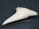 TOKO-BEADS PB017-18 Shark Tooth (Mako Shark XL) 42mm PB017-18 サメの歯（アオザメXL) 42mm Asian bead & African bead  Handmade,Lampeork,bead,asia,india,ethnic,parts,accessory,beads とんぼ玉,ビーズ,トンボ玉,アジア,インド,エスニック,手作り,パーツ,アクセサリー