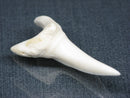 TOKO-BEADS PB017-19 Shark Tooth (Mako Shark XL) 42mm PB017-19 サメの歯（アオザメXL) 42mm Asian bead & African bead  Handmade,Lampeork,bead,asia,india,ethnic,parts,accessory,beads とんぼ玉,ビーズ,トンボ玉,アジア,インド,エスニック,手作り,パーツ,アクセサリー