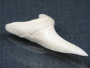 TOKO-BEADS PB017-20 Shark Tooth (Mako Shark XL) 42mm PB017-20 サメの歯（アオザメXL) 42mm Asian bead & African bead  Handmade,Lampeork,bead,asia,india,ethnic,parts,accessory,beads とんぼ玉,ビーズ,トンボ玉,アジア,インド,エスニック,手作り,パーツ,アクセサリー