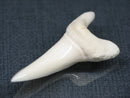 TOKO-BEADS PB017-20 Shark Tooth (Mako Shark XL) 42mm PB017-20 サメの歯（アオザメXL) 42mm Asian bead & African bead  Handmade,Lampeork,bead,asia,india,ethnic,parts,accessory,beads とんぼ玉,ビーズ,トンボ玉,アジア,インド,エスニック,手作り,パーツ,アクセサリー