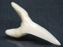 TOKO-BEADS PB017-22 Shark Tooth (Mako Shark XL) 42mm PB017-22 サメの歯（アオザメXL) 42mm Asian bead & African bead  Handmade,Lampeork,bead,asia,india,ethnic,parts,accessory,beads とんぼ玉,ビーズ,トンボ玉,アジア,インド,エスニック,手作り,パーツ,アクセサリー