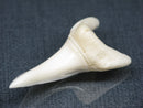 TOKO-BEADS PB017-22 Shark Tooth (Mako Shark XL) 42mm PB017-22 サメの歯（アオザメXL) 42mm Asian bead & African bead  Handmade,Lampeork,bead,asia,india,ethnic,parts,accessory,beads とんぼ玉,ビーズ,トンボ玉,アジア,インド,エスニック,手作り,パーツ,アクセサリー