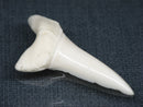 TOKO-BEADS PB017-23 Shark Tooth (Mako Shark XL) 42mm PB017-23 サメの歯（アオザメXL) 42mm Asian bead & African bead  Handmade,Lampeork,bead,asia,india,ethnic,parts,accessory,beads とんぼ玉,ビーズ,トンボ玉,アジア,インド,エスニック,手作り,パーツ,アクセサリー