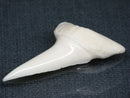 TOKO-BEADS PB017-23 Shark Tooth (Mako Shark XL) 42mm PB017-23 サメの歯（アオザメXL) 42mm Asian bead & African bead  Handmade,Lampeork,bead,asia,india,ethnic,parts,accessory,beads とんぼ玉,ビーズ,トンボ玉,アジア,インド,エスニック,手作り,パーツ,アクセサリー