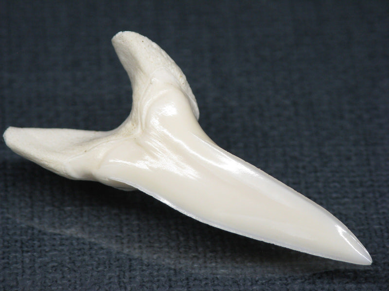 TOKO-BEADS PB017-24 Shark Tooth (Mako Shark XL) 42mm PB017-24 サメの歯（アオザメXL) 42mm Asian bead & African bead  Handmade,Lampeork,bead,asia,india,ethnic,parts,accessory,beads とんぼ玉,ビーズ,トンボ玉,アジア,インド,エスニック,手作り,パーツ,アクセサリー