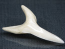 TOKO-BEADS PB017-25 Shark Tooth (Mako Shark XL) 42mm PB017-25 サメの歯（アオザメXL) 42mm Asian bead & African bead  Handmade,Lampeork,bead,asia,india,ethnic,parts,accessory,beads とんぼ玉,ビーズ,トンボ玉,アジア,インド,エスニック,手作り,パーツ,アクセサリー