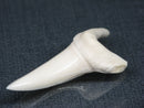 TOKO-BEADS PB017-26 Shark Tooth (Mako Shark XL) 42mm PB017-26 サメの歯（アオザメXL) 42mm Asian bead & African bead  Handmade,Lampeork,bead,asia,india,ethnic,parts,accessory,beads とんぼ玉,ビーズ,トンボ玉,アジア,インド,エスニック,手作り,パーツ,アクセサリー