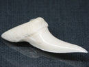 TOKO-BEADS PB017-27 Shark Tooth (Mako Shark XL) 42mm PB017-27 サメの歯（アオザメXL) 42mm Asian bead & African bead  Handmade,Lampeork,bead,asia,india,ethnic,parts,accessory,beads とんぼ玉,ビーズ,トンボ玉,アジア,インド,エスニック,手作り,パーツ,アクセサリー