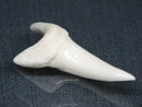 TOKO-BEADS PB017-28 Shark Tooth (Mako Shark XL) 42mm PB017-28 サメの歯（アオザメXL) 42mm Asian bead & African bead  Handmade,Lampeork,bead,asia,india,ethnic,parts,accessory,beads とんぼ玉,ビーズ,トンボ玉,アジア,インド,エスニック,手作り,パーツ,アクセサリー