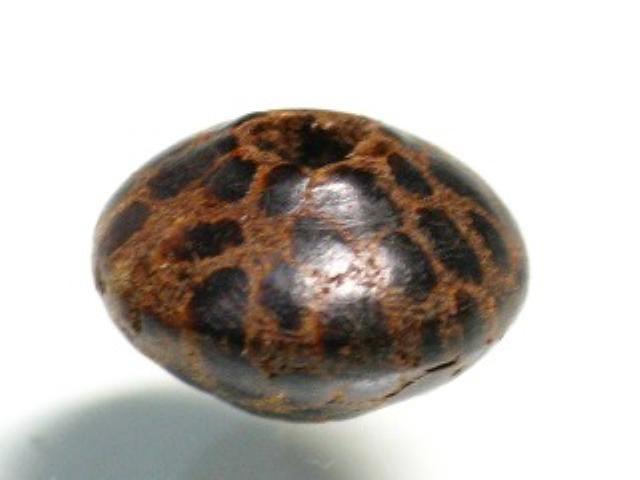 TOKO-BEADS PW002-59 Palm wood bead 10mm PW002-59 ココナッツビーズ 10mm Asian bead & African bead  Handmade,Lampeork,bead,asia,india,ethnic,parts,accessory,beads とんぼ玉,ビーズ,トンボ玉,アジア,インド,エスニック,手作り,パーツ,アクセサリー