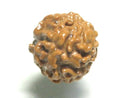 TOKO-BEADS PW005-06 Rudraksha bead 11.5~12.5mm PW005-06 菩提樹ビーズ 11.5~12.5mm Asian bead & African bead  Handmade,Lampeork,bead,asia,india,ethnic,parts,accessory,beads とんぼ玉,ビーズ,トンボ玉,アジア,インド,エスニック,手作り,パーツ,アクセサリー