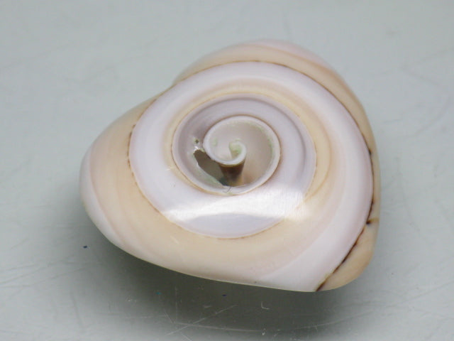 TOKO-BEADS PB005-07 Shell Charm 21mm PB005-07 シェルチャーム 21mm Asian bead & African bead  Handmade,Lampeork,bead,asia,india,ethnic,parts,accessory,beads とんぼ玉,ビーズ,トンボ玉,アジア,インド,エスニック,手作り,パーツ,アクセサリー