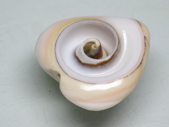 TOKO-BEADS PB005-07 Shell Charm 21mm PB005-07 シェルチャーム 21mm Asian bead & African bead  Handmade,Lampeork,bead,asia,india,ethnic,parts,accessory,beads とんぼ玉,ビーズ,トンボ玉,アジア,インド,エスニック,手作り,パーツ,アクセサリー