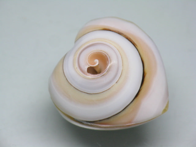 TOKO-BEADS PB007-27 Shell Charm  22~24mm PB007-27 シェルチャーム  22~24mm Asian bead & African bead  Handmade,Lampeork,bead,asia,india,ethnic,parts,accessory,beads とんぼ玉,ビーズ,トンボ玉,アジア,インド,エスニック,手作り,パーツ,アクセサリー