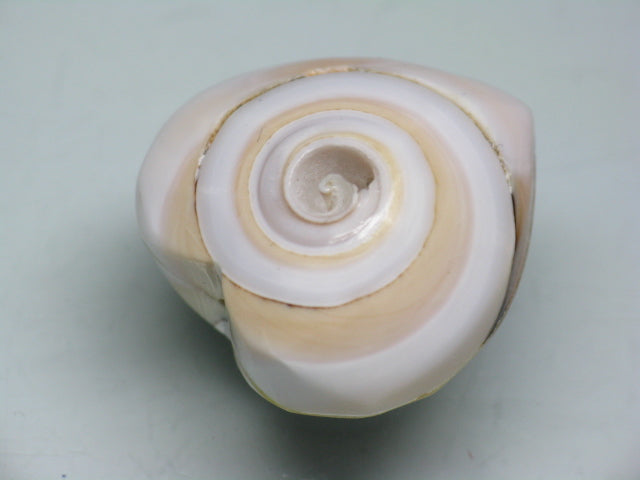 TOKO-BEADS PB007-27 Shell Charm  22~24mm PB007-27 シェルチャーム  22~24mm Asian bead & African bead  Handmade,Lampeork,bead,asia,india,ethnic,parts,accessory,beads とんぼ玉,ビーズ,トンボ玉,アジア,インド,エスニック,手作り,パーツ,アクセサリー