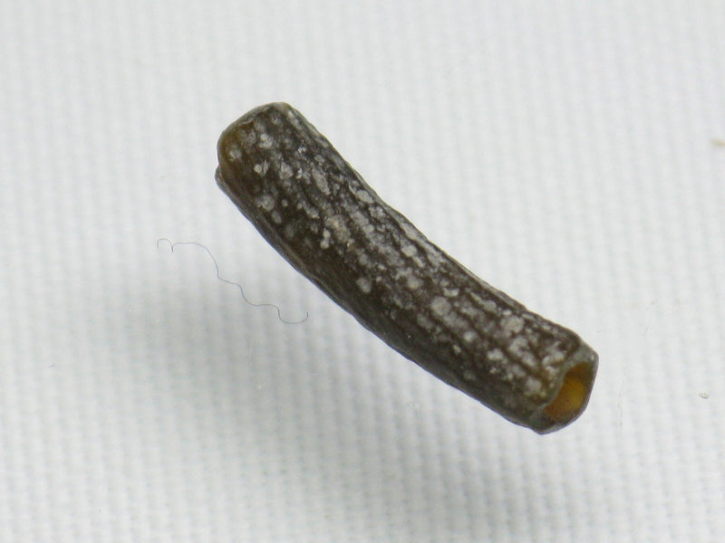 TOKO-BEADS RG051-73 Roman Glass bead 4mm RG051-73 ローマングラス 4mm Asian bead & African bead  Handmade,Lampeork,bead,asia,india,ethnic,parts,accessory,beads とんぼ玉,ビーズ,トンボ玉,アジア,インド,エスニック,手作り,パーツ,アクセサリー